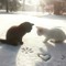 SnowsXo