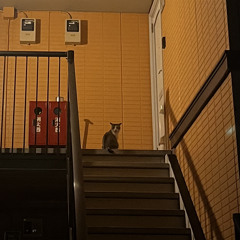 てち