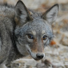 Colorado_Coyote