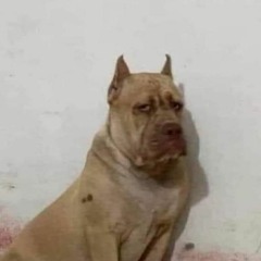 FUMUNGA