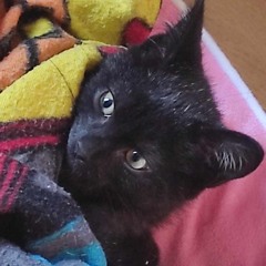 Chou