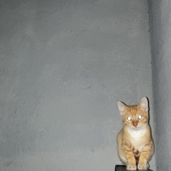 ✡︎Tek4Every1✡︎Radio✡︎