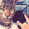 woercat