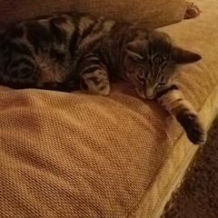 Meow