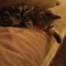 Meow