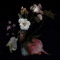 wings -