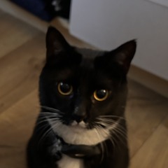 MonsieurCoolCat