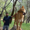 Ismaeel DVLM