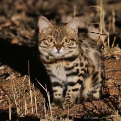 Роман Чуприна