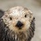 Queen-Rosa-the-sea-otter