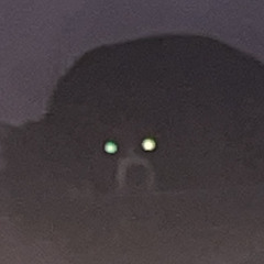 Space Canine