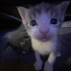 netinho