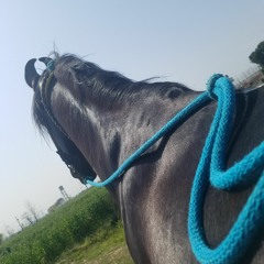 blue fauj
