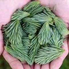 Arturo65gulgowskiwma