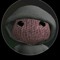 gub