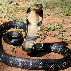 SLIMESNAKE🐍