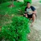 Henry J Tawag