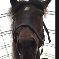 🐴