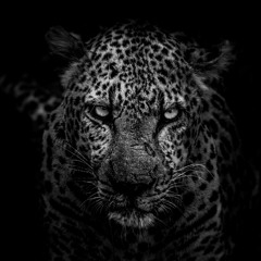 Angel Joel Felix Sel