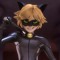 Cat Noah