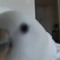 세박