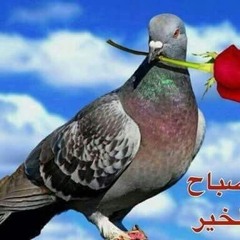 أحمد شريف