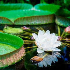 Jardin Botanique Nancy