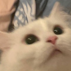 비요뜨를열었더니안에가비요뜨