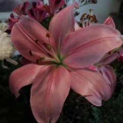 lily