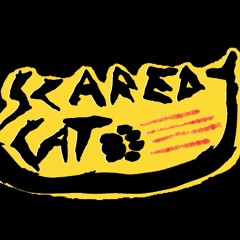 Scaredy Cat