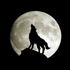 wolf of shariz