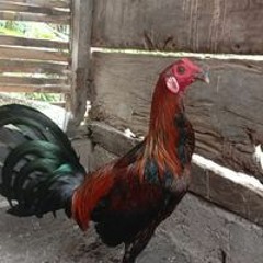 Dek Aconk