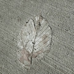 Concrete Leaf
