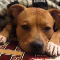 Максим Горбенко