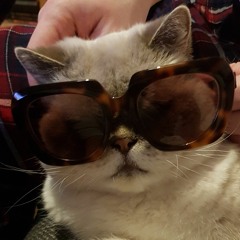 Cat T