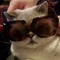 Cat T