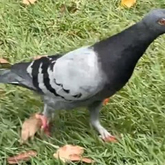 sanoangel
