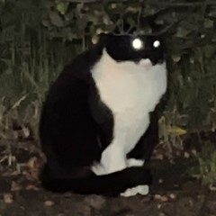 ymxxcvh