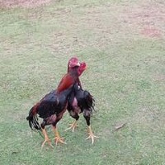 jay