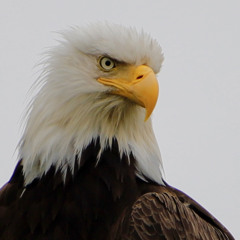 CC