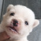 czy