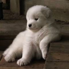 인형
