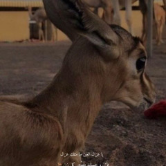 ذياب الكعبي💙