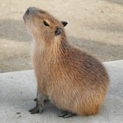 Lonely Capybara