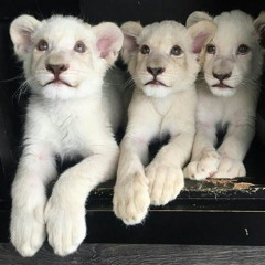 whitẽ8nois