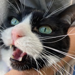 NiCO