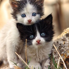 Василий Орлов