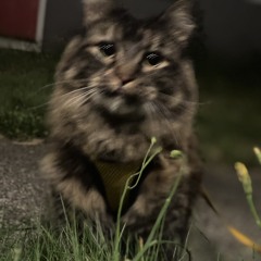 877CASHMEOW