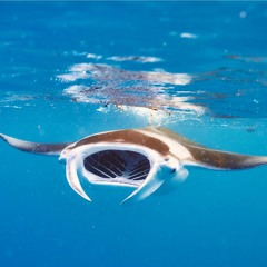 Reverend StingRay