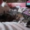 Squirttheofficalcat